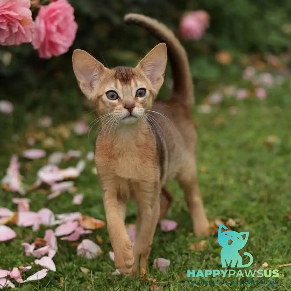 Lily Abyssinian female ruddy - live animals