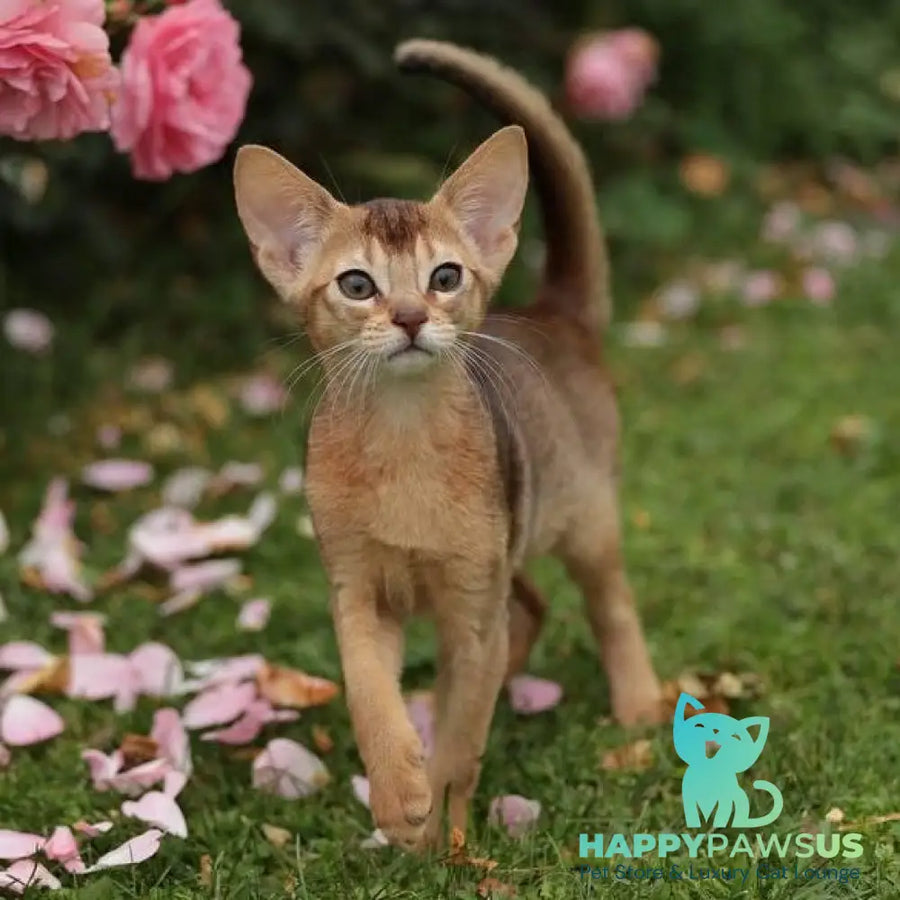 Lily Abyssinian female ruddy - live animals