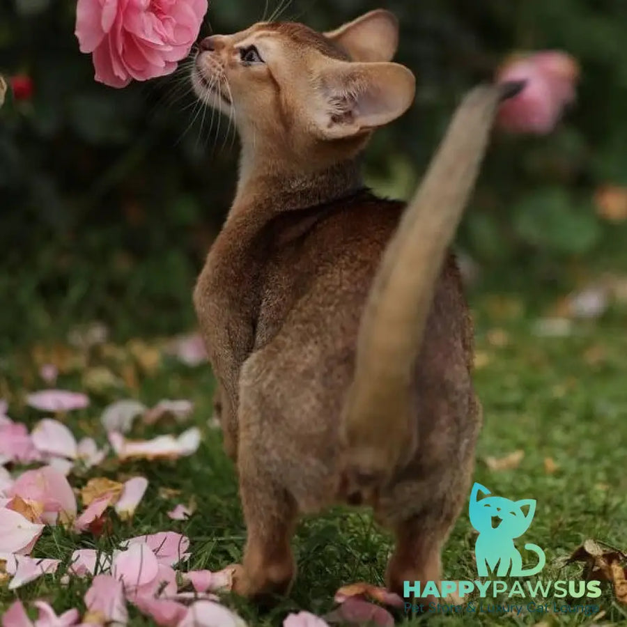 Lily Abyssinian female ruddy - live animals