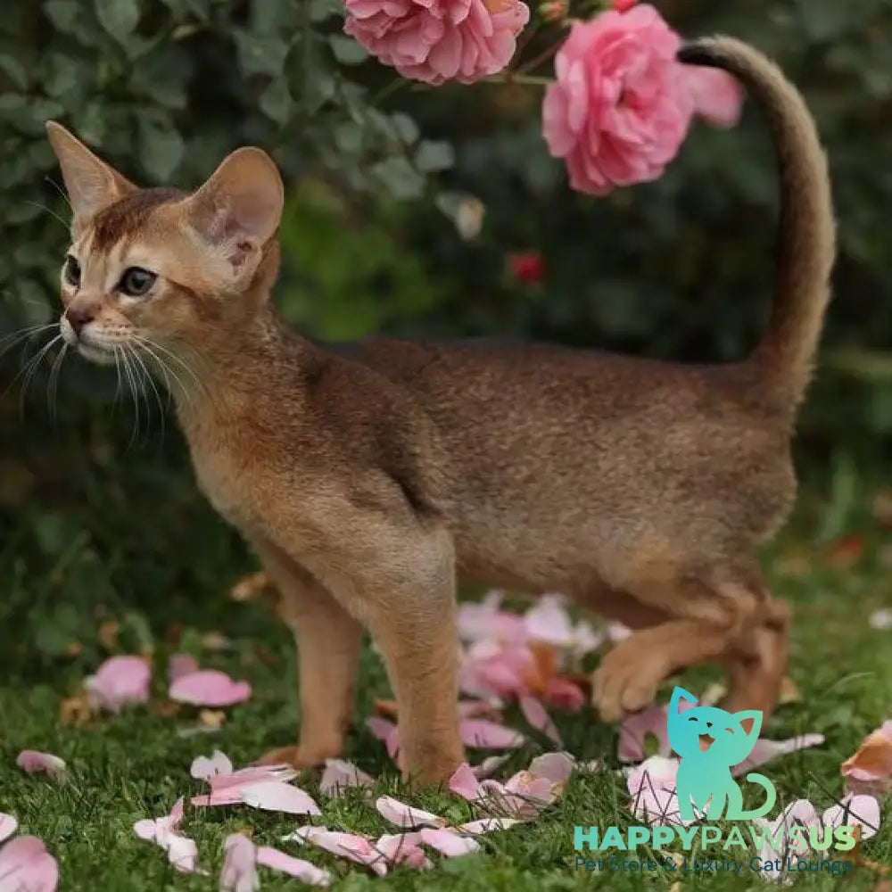 Lily Abyssinian female ruddy - live animals