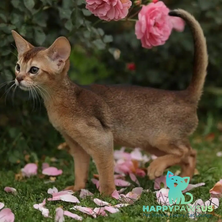 Lily Abyssinian female ruddy - live animals
