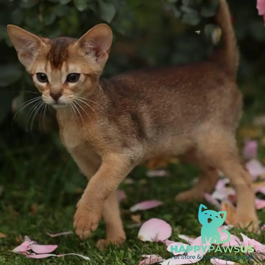 Lily Abyssinian female ruddy - live animals