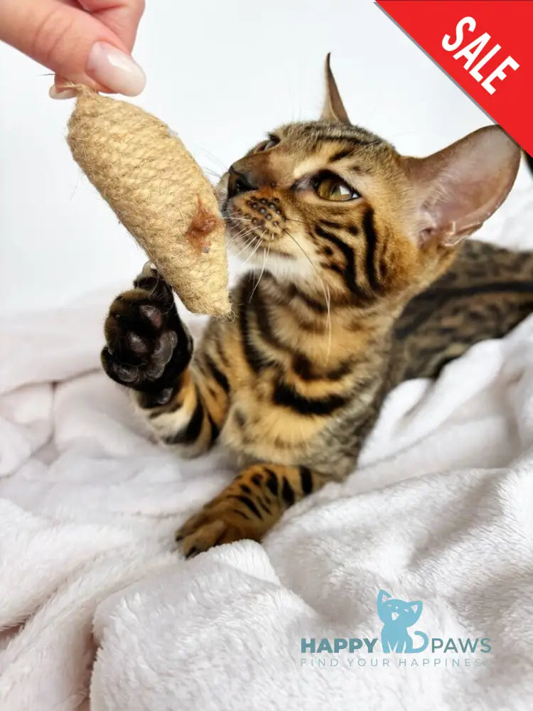 Lily Bengal female black spotted tabby - live animals