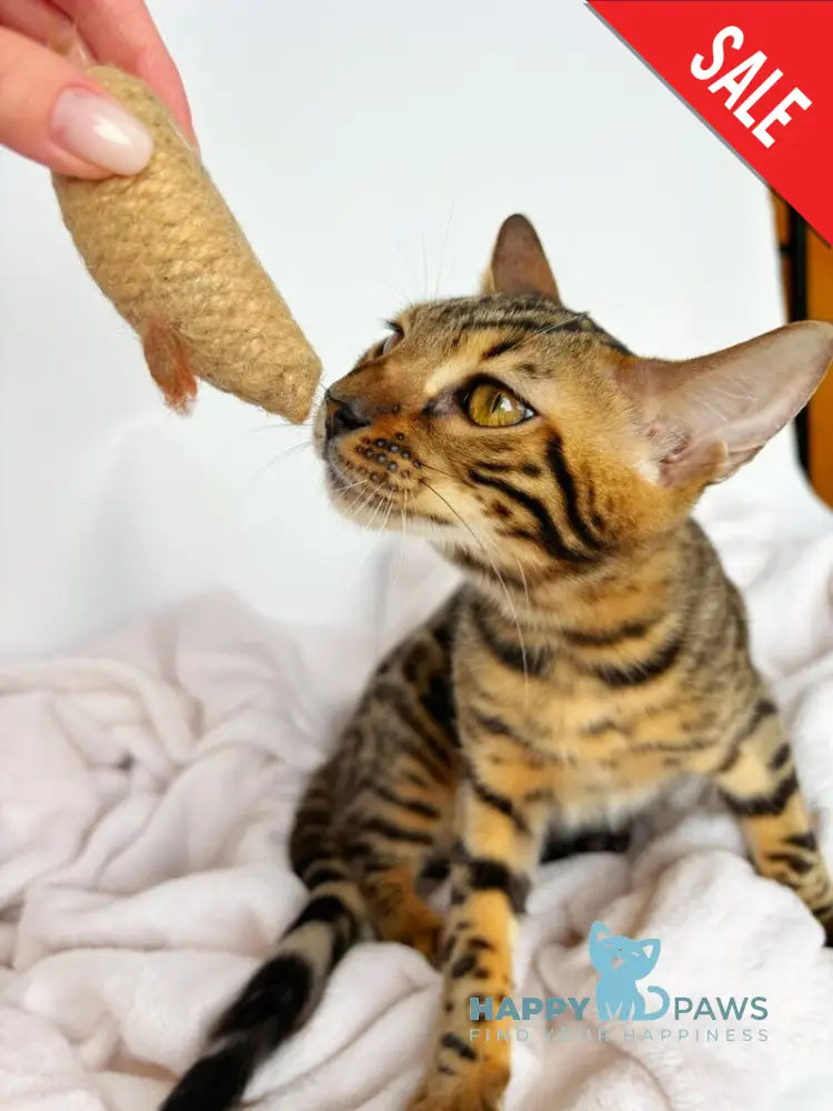 Lily Bengal female black spotted tabby - live animals