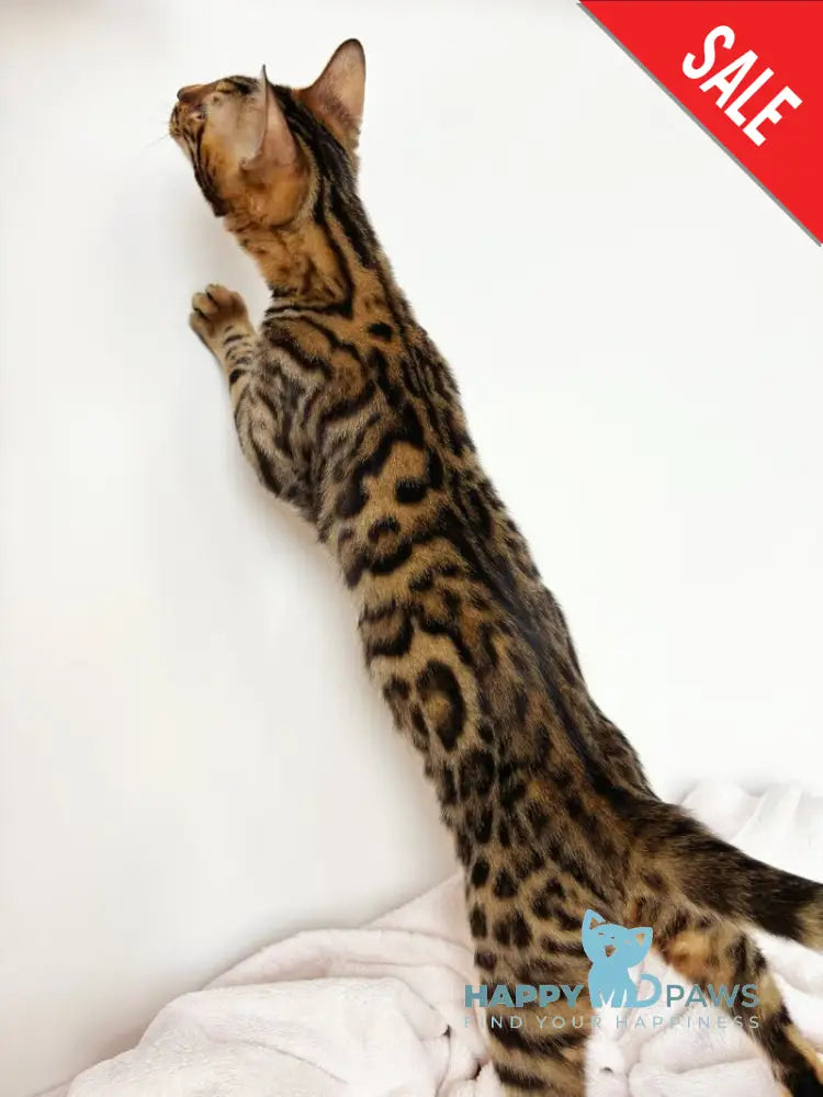 Lily Bengal female black spotted tabby - live animals
