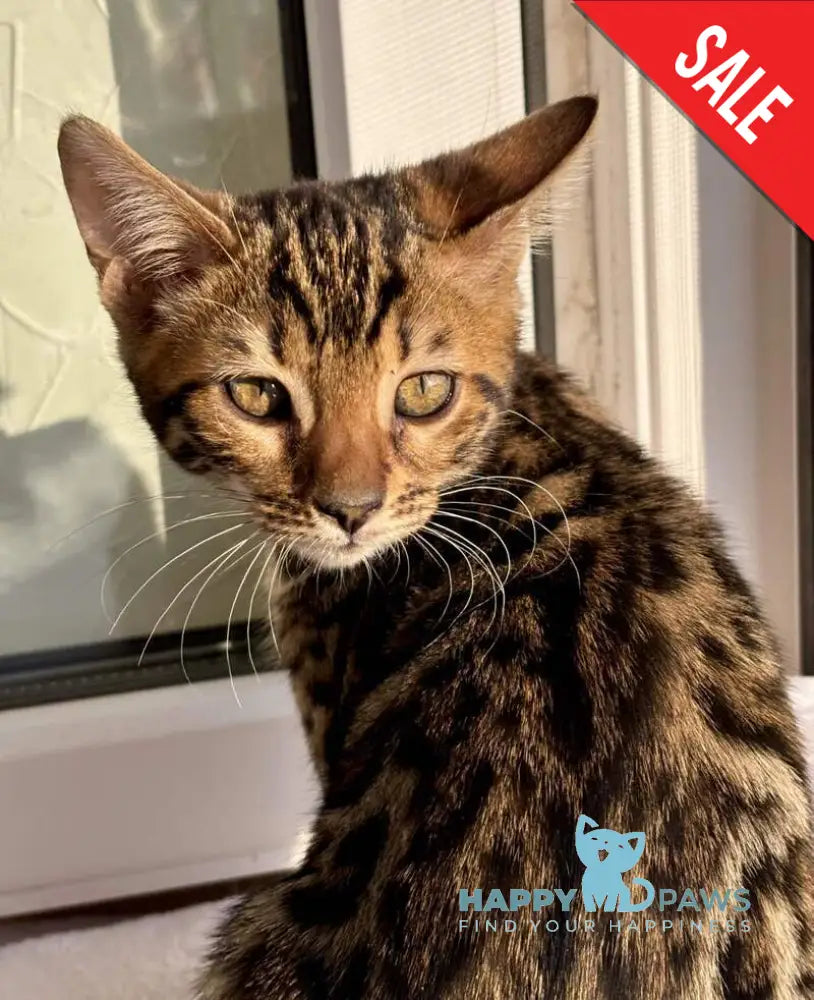 Lily Bengal female black spotted tabby - live animals