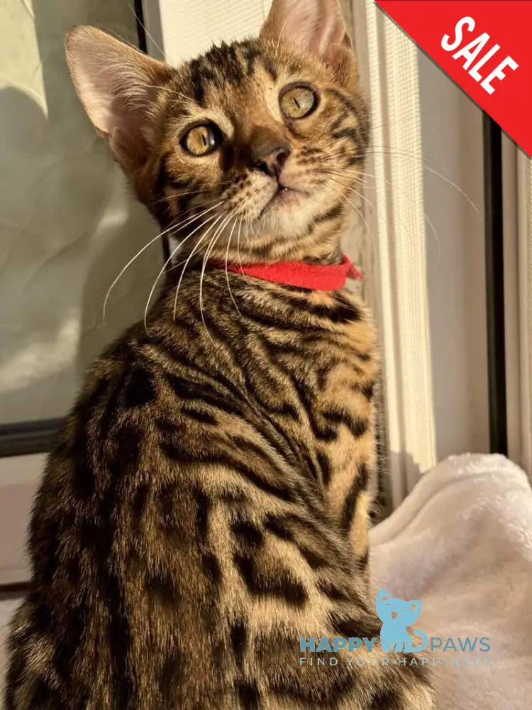 Lily Bengal female black spotted tabby - live animals