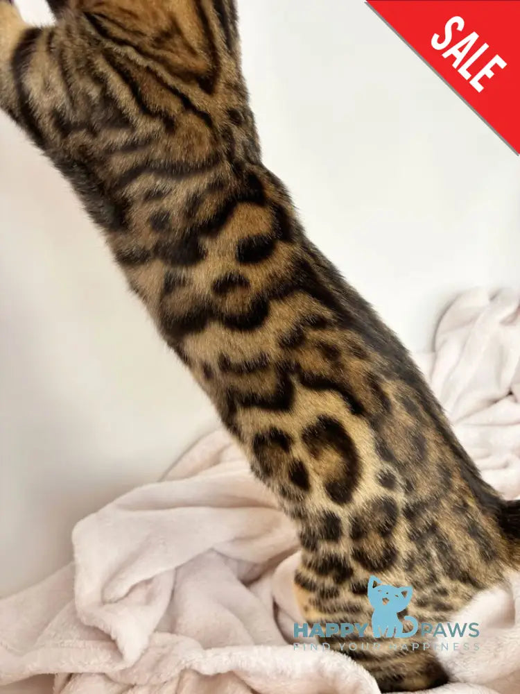 Lily Bengal female black spotted tabby - live animals