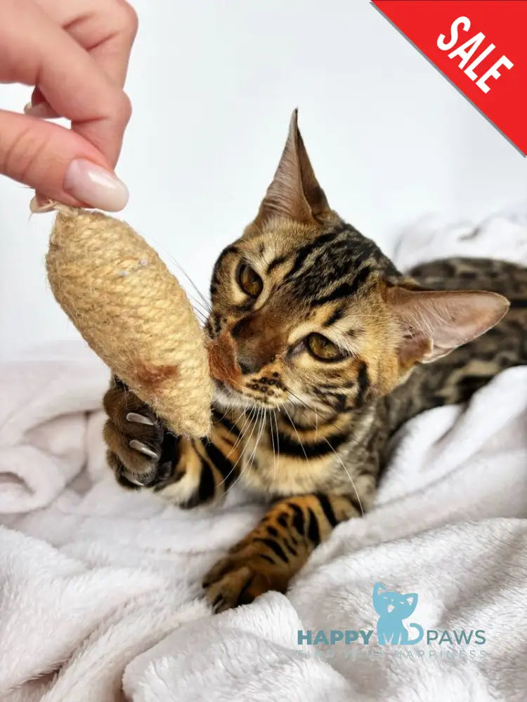 Lily Bengal female black spotted tabby - live animals