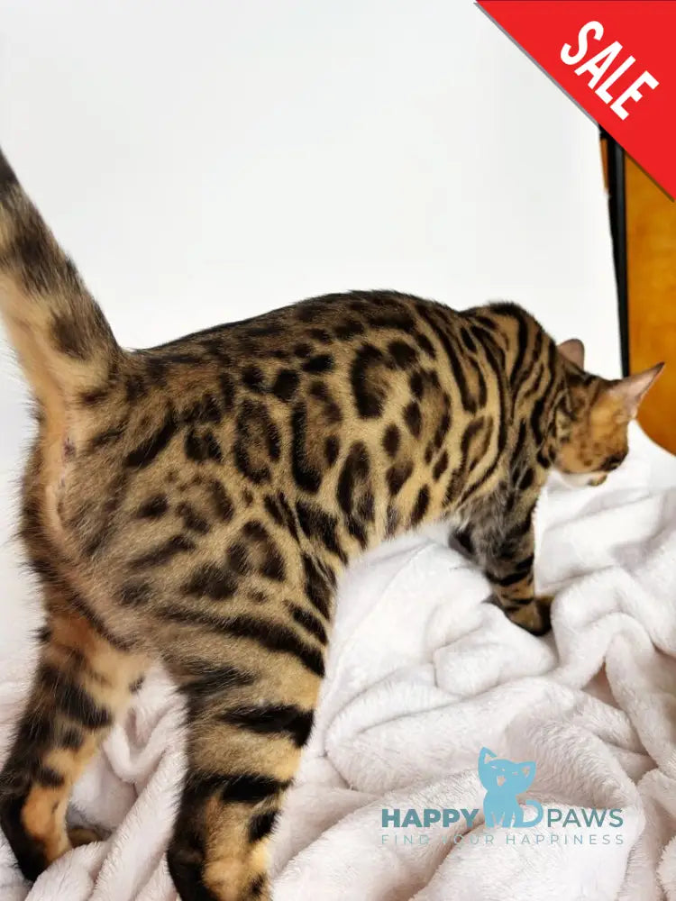 Lily Bengal female black spotted tabby - live animals