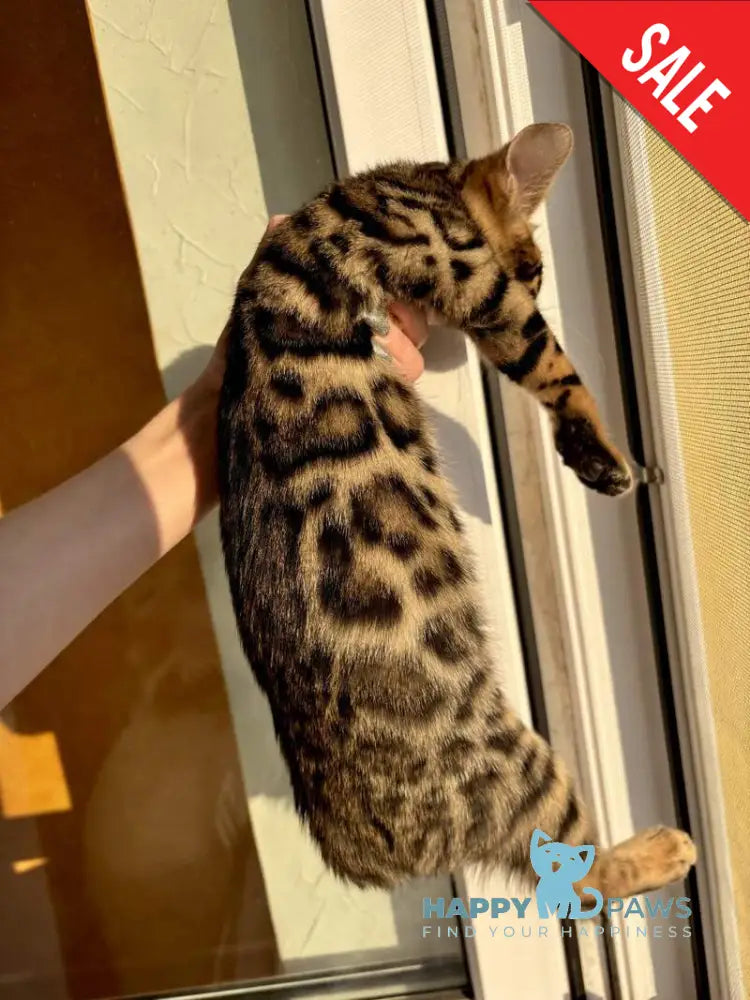Lily Bengal female black spotted tabby - live animals