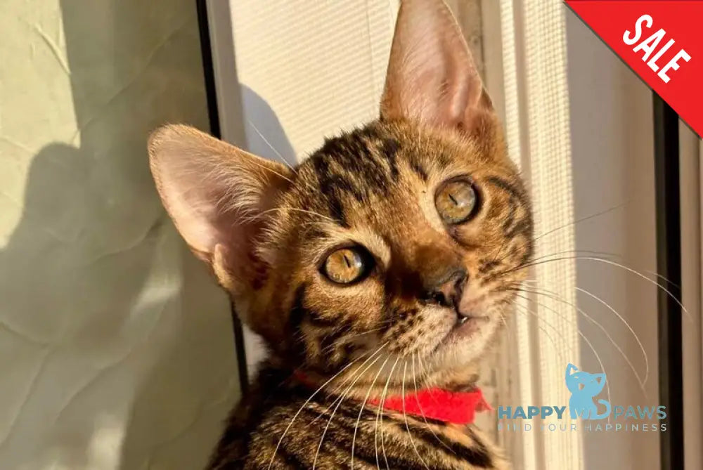 Lily Bengal female black spotted tabby - live animals