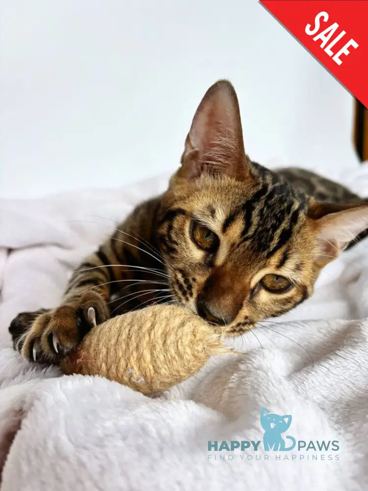 Lily Bengal female black spotted tabby - live animals