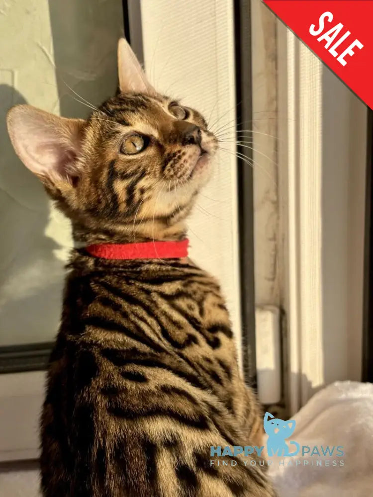 Lily Bengal female black spotted tabby - live animals
