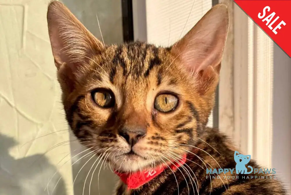 Lily Bengal female black spotted tabby - live animals