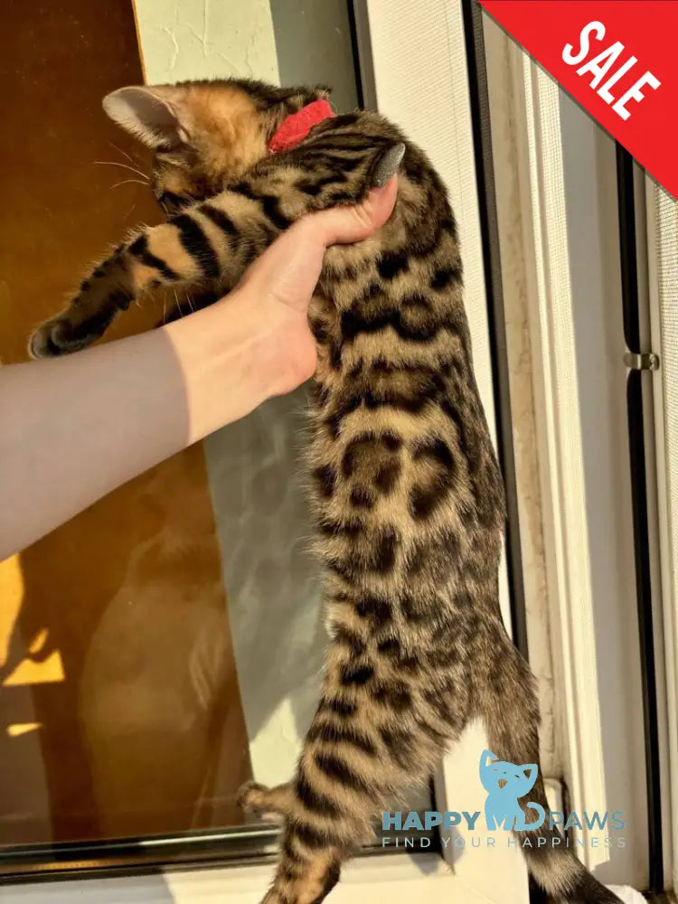 Lily Bengal female black spotted tabby - live animals