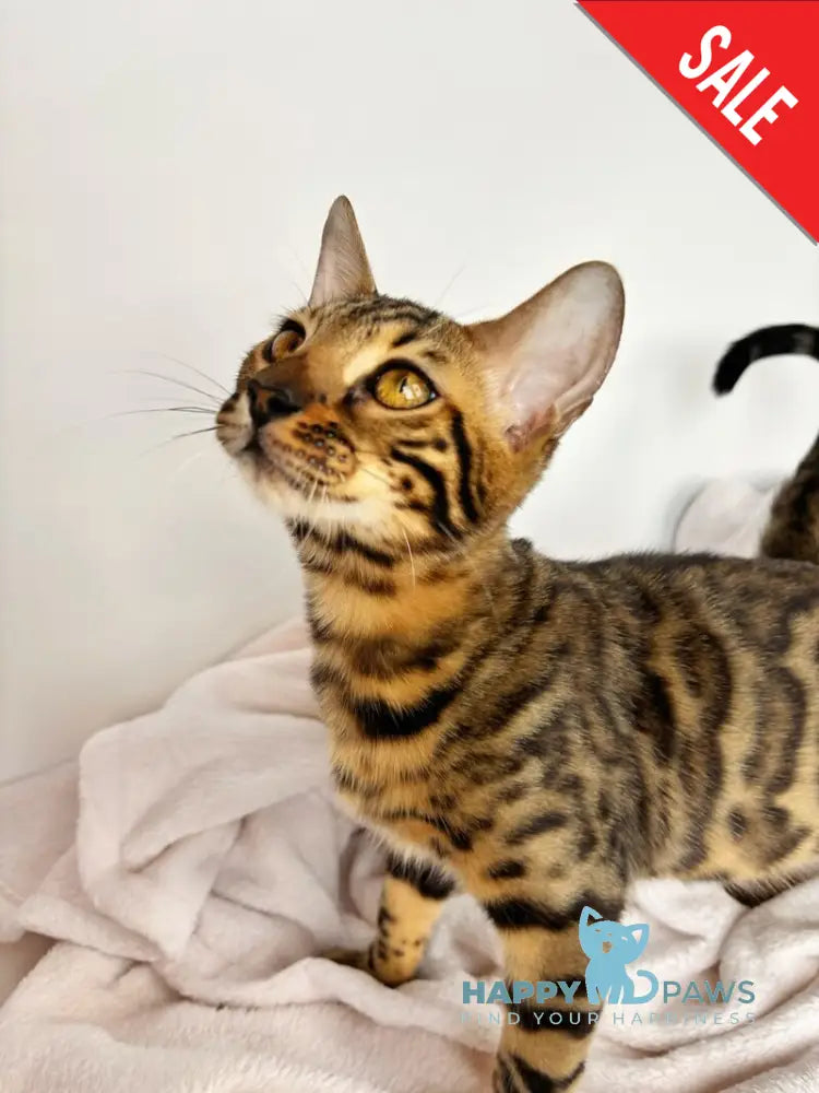 Lily Bengal female black spotted tabby - live animals