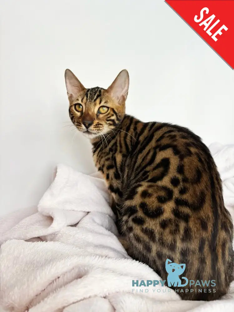 Lily Bengal female black spotted tabby - live animals