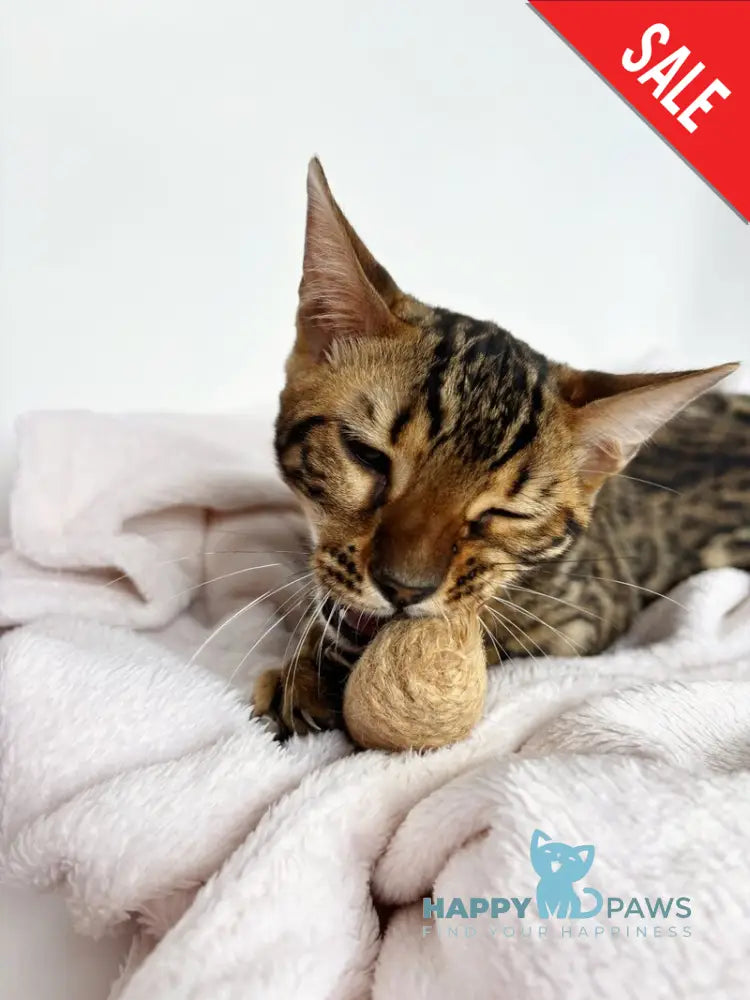 Lily Bengal female black spotted tabby - live animals