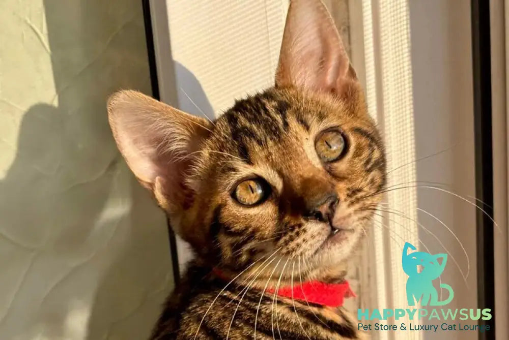 Lily Bengal female black spotted tabby - live animals