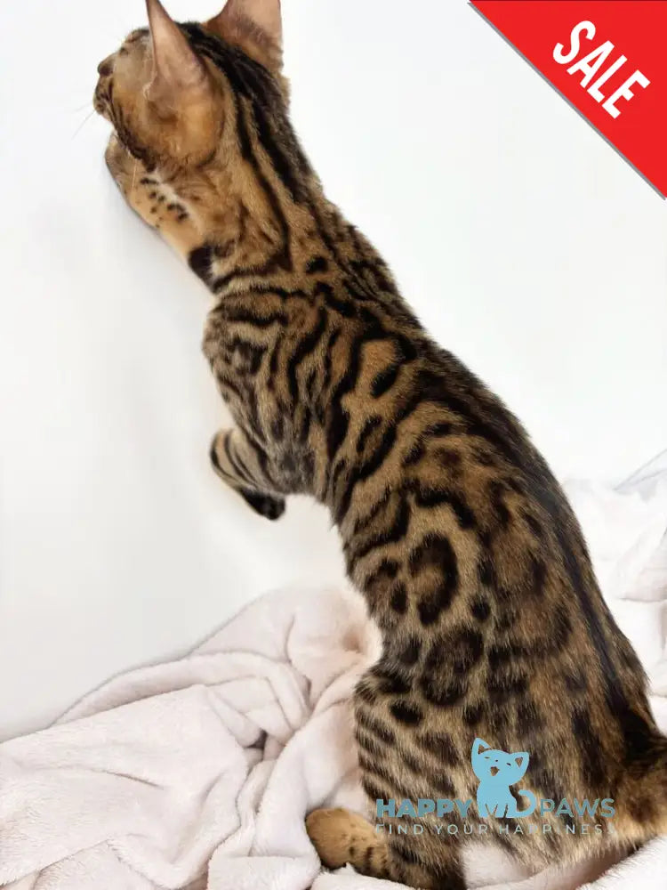 Lily Bengal female black spotted tabby - live animals