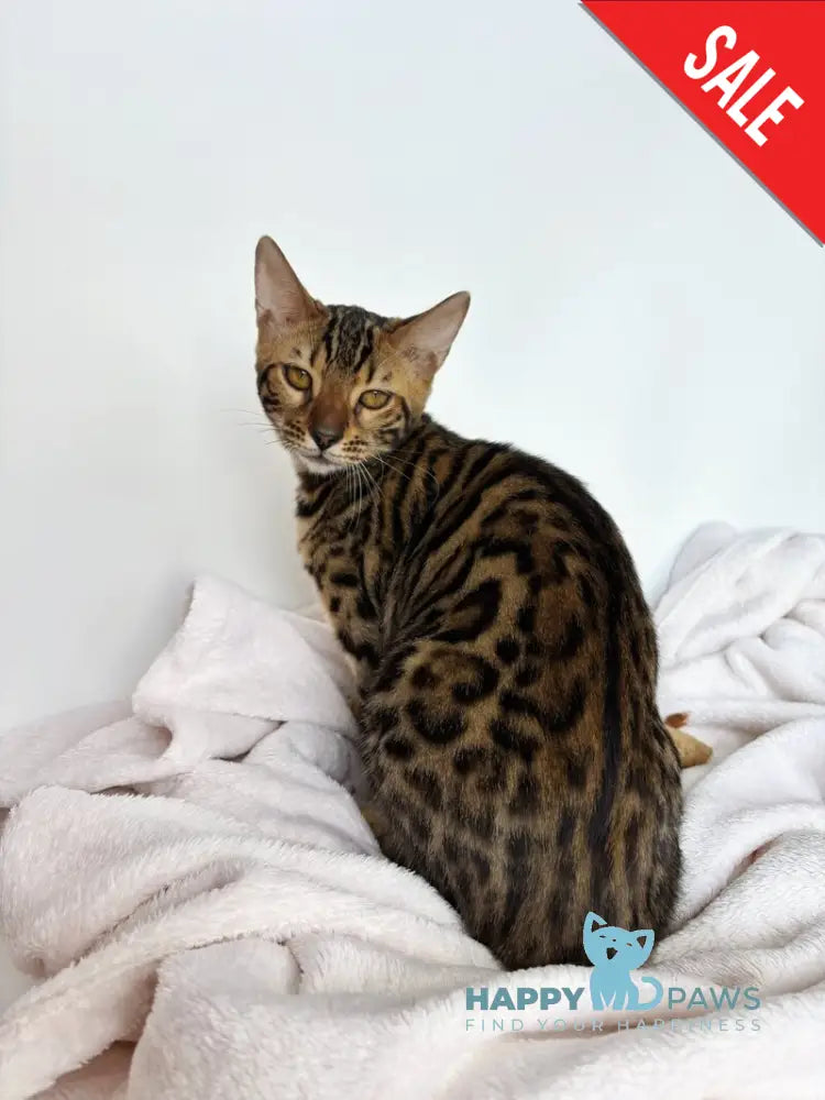 Lily Bengal female black spotted tabby - live animals