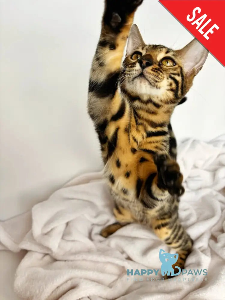 Lily Bengal female black spotted tabby - live animals