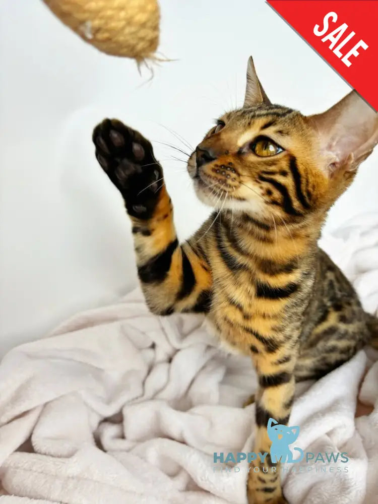 Lily Bengal female black spotted tabby - live animals