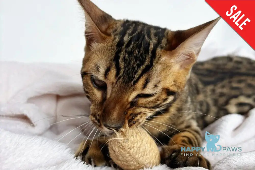 Lily Bengal female black spotted tabby - live animals