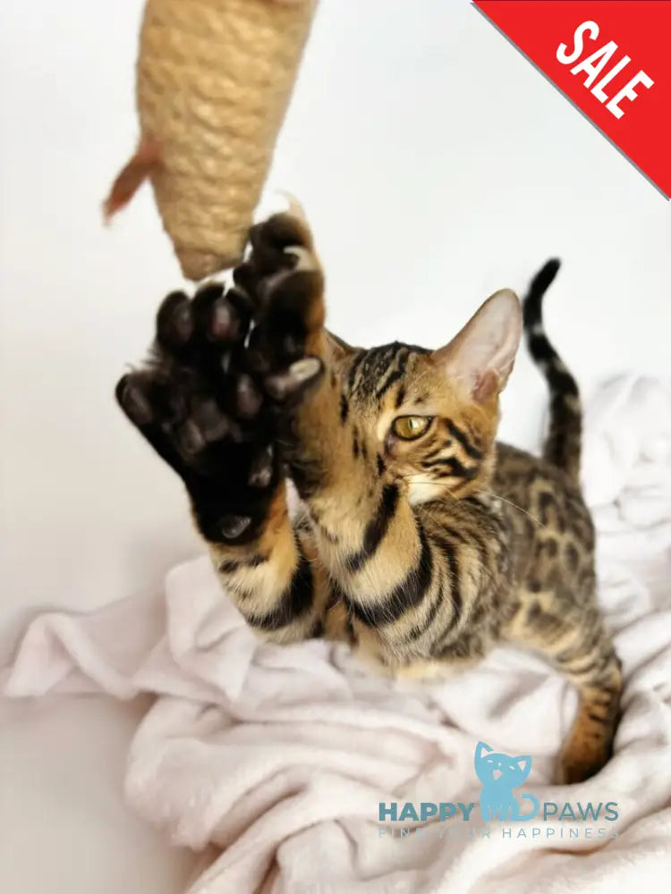 Lily Bengal female black spotted tabby - live animals