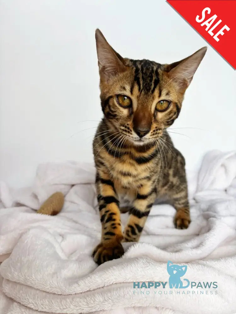 Lily Bengal female black spotted tabby - live animals