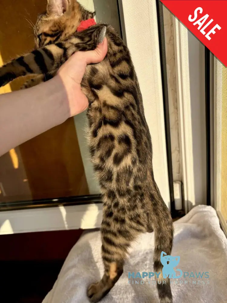 Lily Bengal female black spotted tabby - live animals