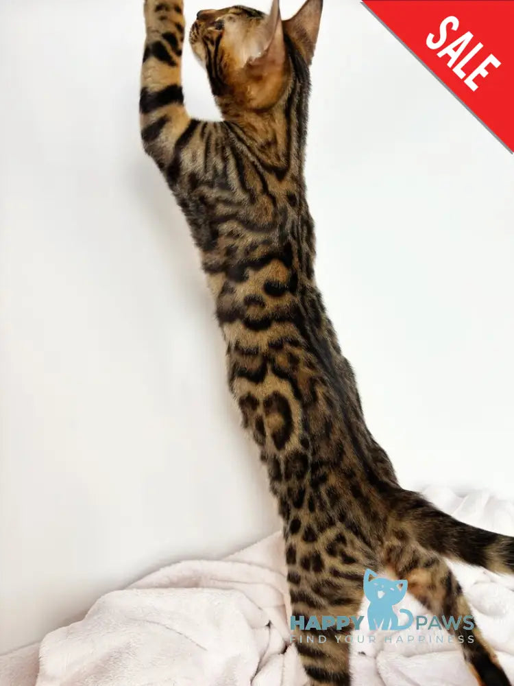 Lily Bengal female black spotted tabby - live animals