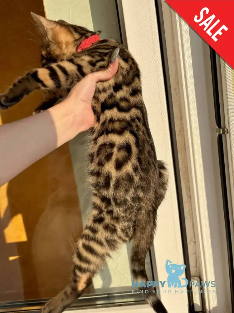 Lily Bengal female black spotted tabby - live animals
