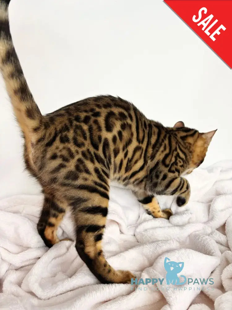 Lily Bengal female black spotted tabby - live animals