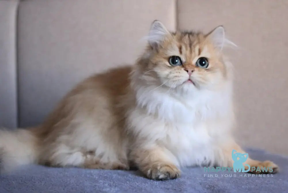 Lily British Longhair female black golden ticked tabby live animals