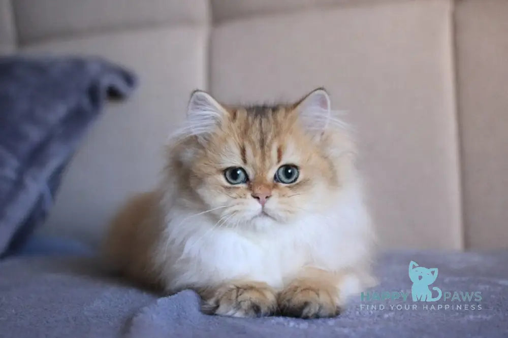 Lily British Longhair female black golden ticked tabby live animals