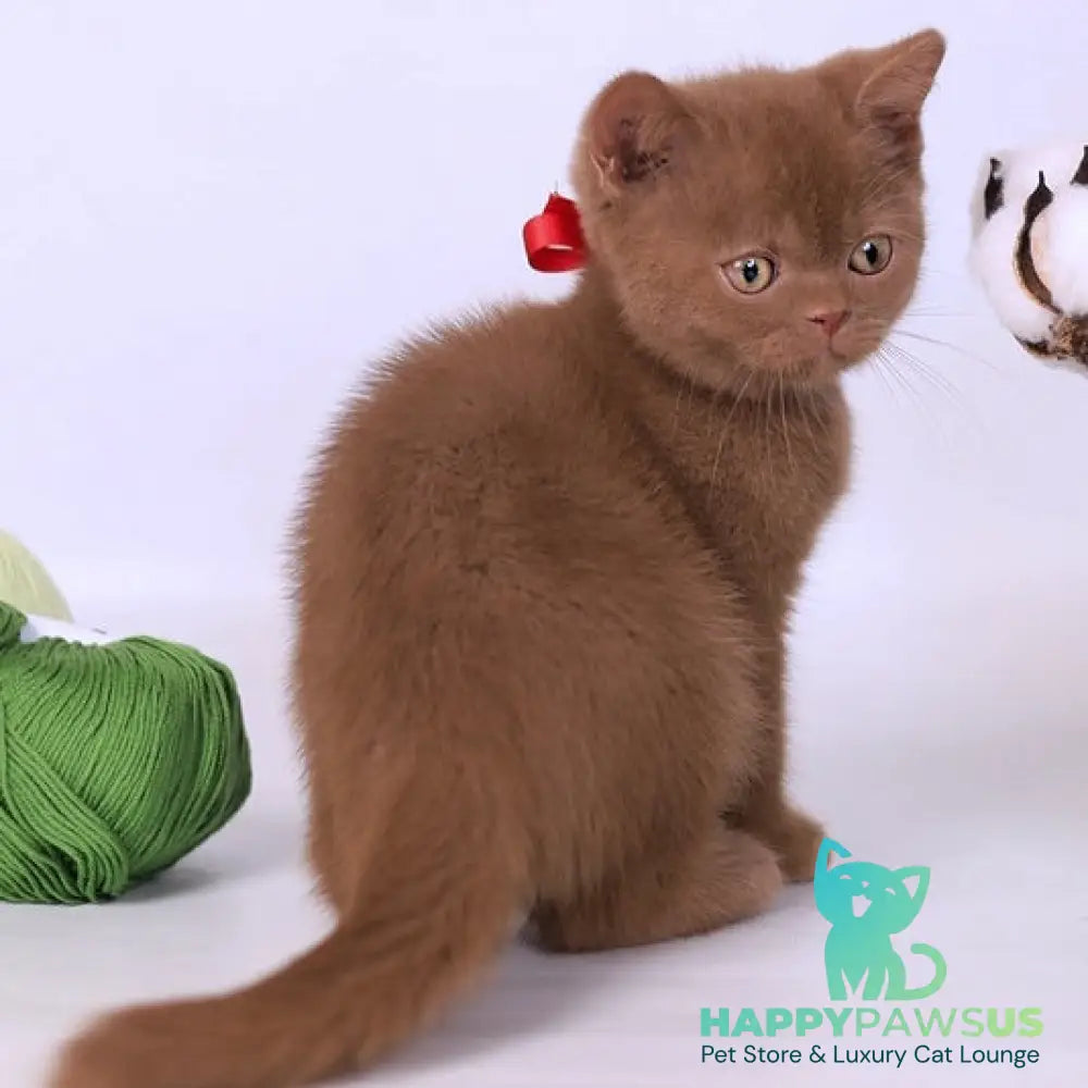 Lily British Shorthair female cinnamon - live animals