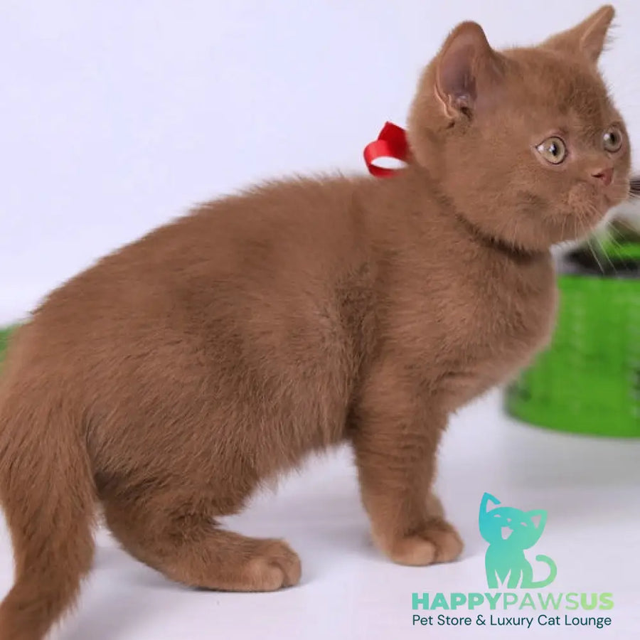 Lily British Shorthair female cinnamon - live animals
