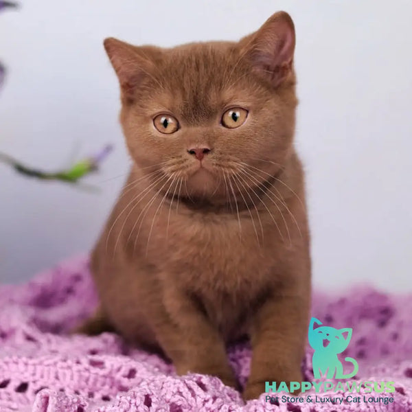Lily British Shorthair female cinnamon - live animals