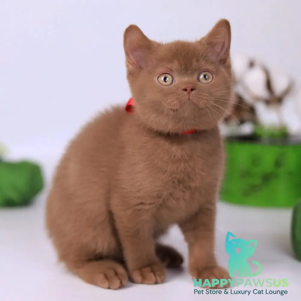 Lily British Shorthair female cinnamon - live animals