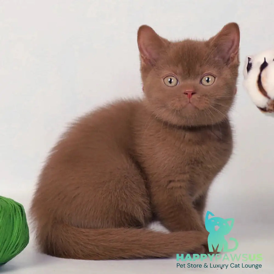 Lily British Shorthair female cinnamon - live animals