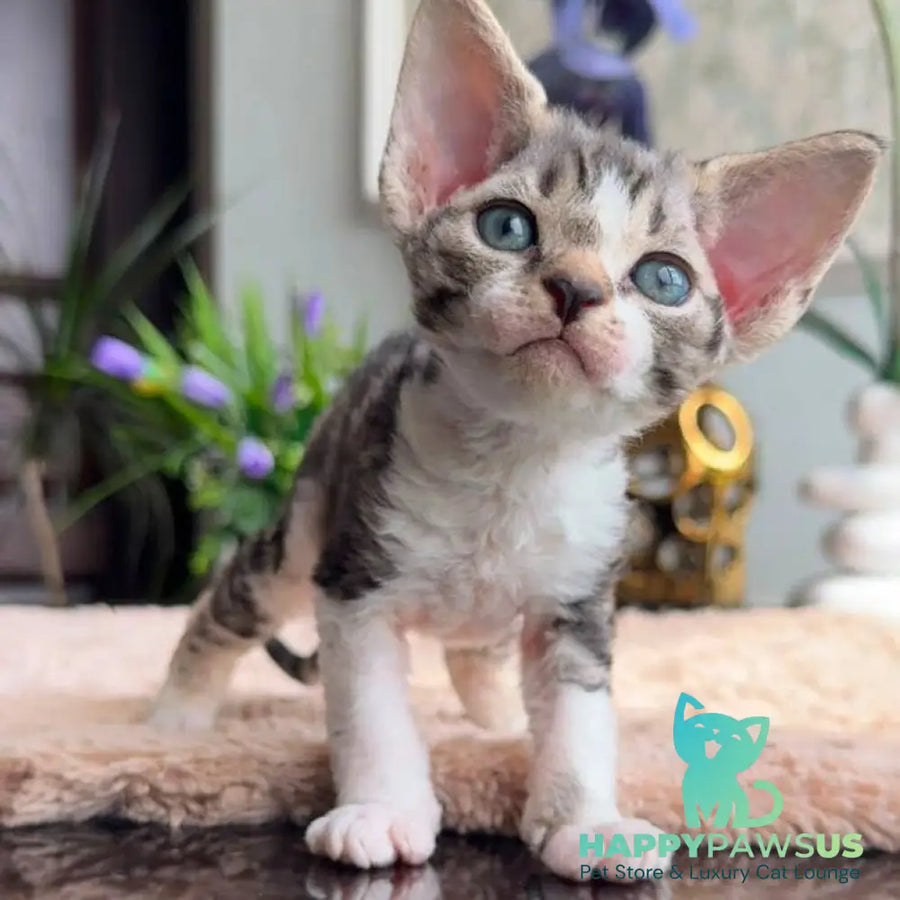 Lily Devon Rex female black tortie with white tabby - live animals
