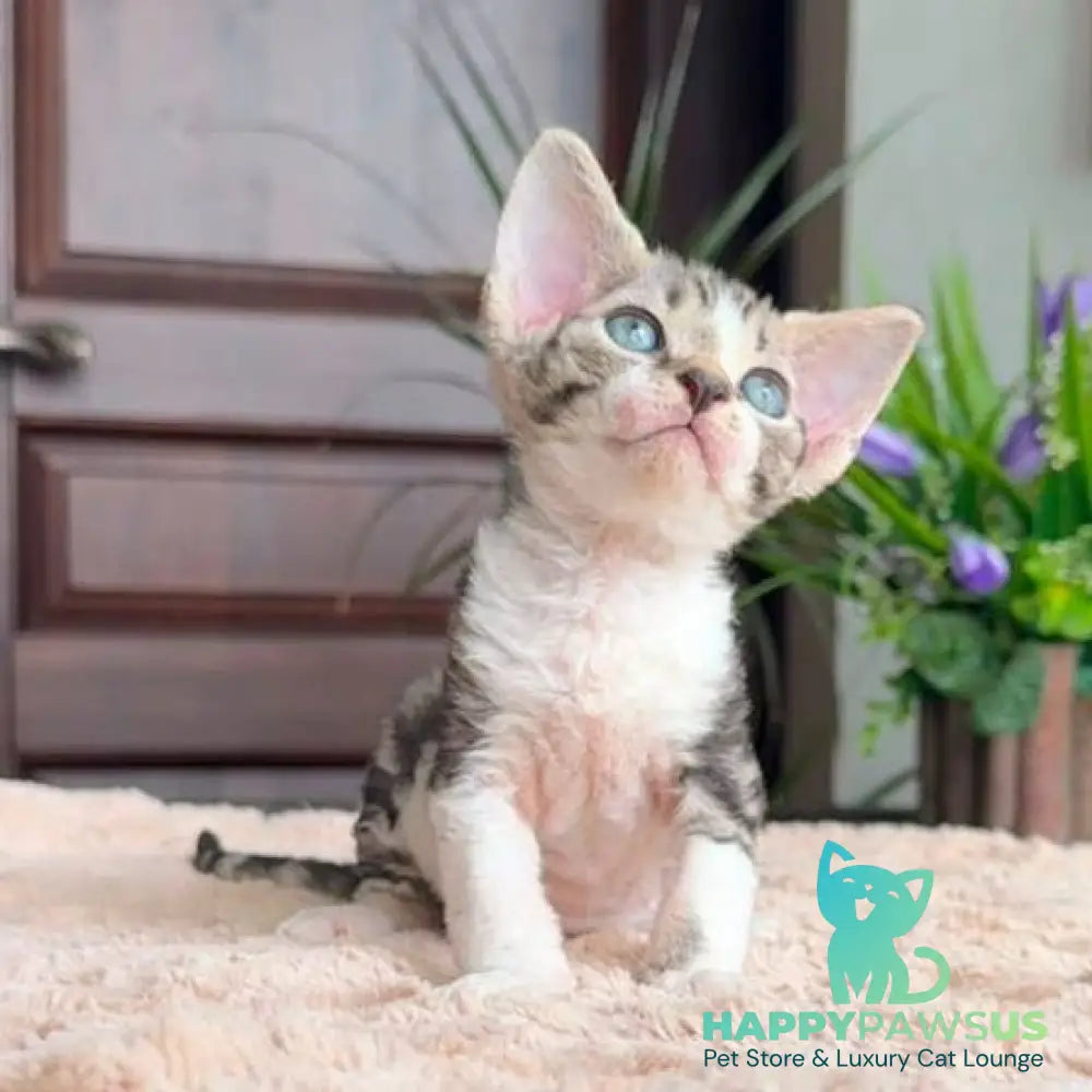 Lily Devon Rex female black tortie with white tabby - live animals