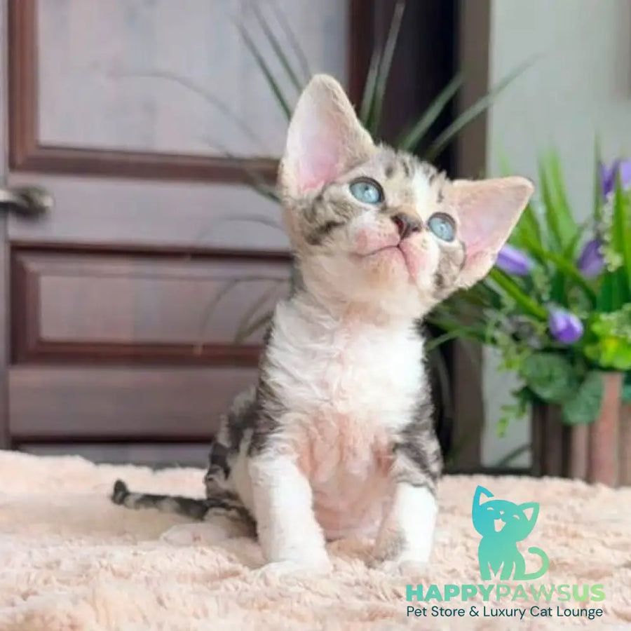 Lily Devon Rex female black tortie with white tabby - live animals