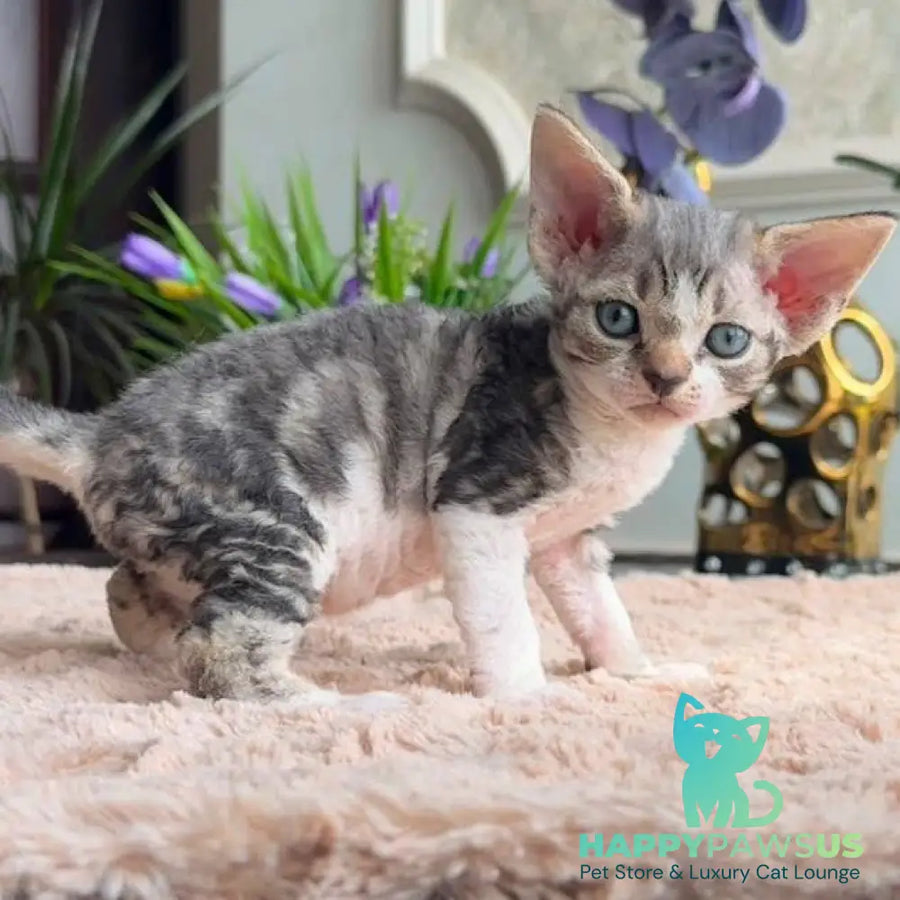 Lily Devon Rex female black tortie with white tabby - live animals