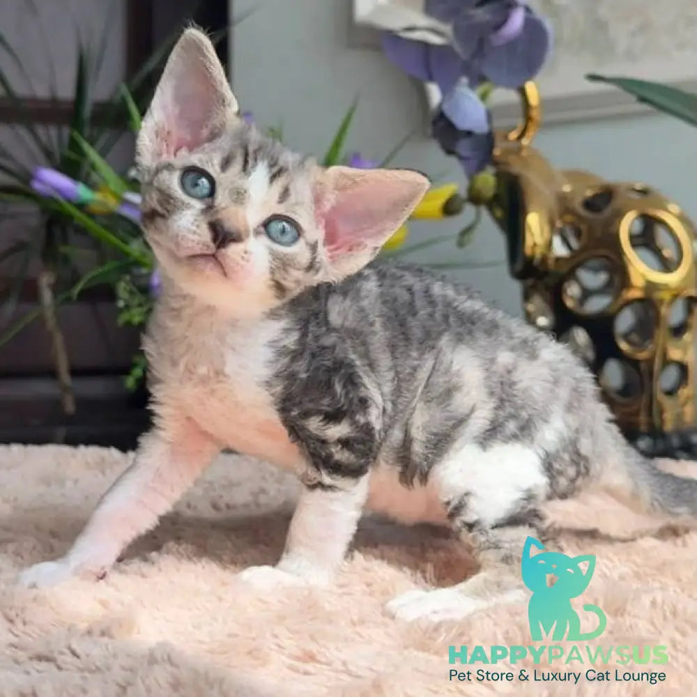 Lily Devon Rex female black tortie with white tabby - live animals