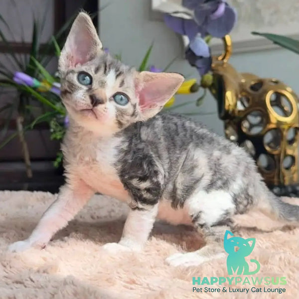 Lily Devon Rex female black tortie with white tabby - live animals