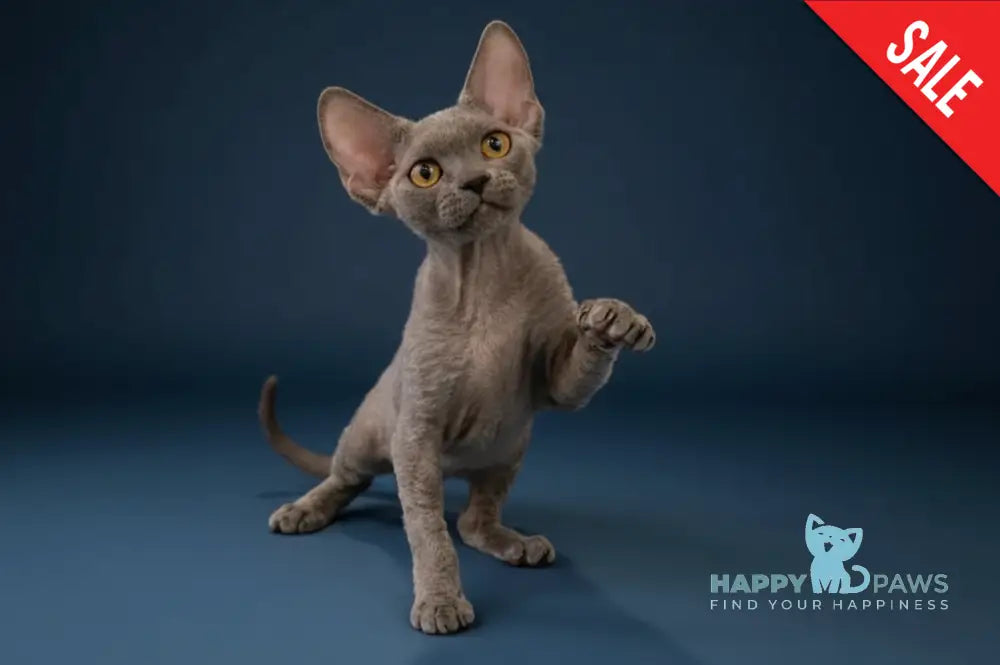 Lily Devon Rex female blue - live animals