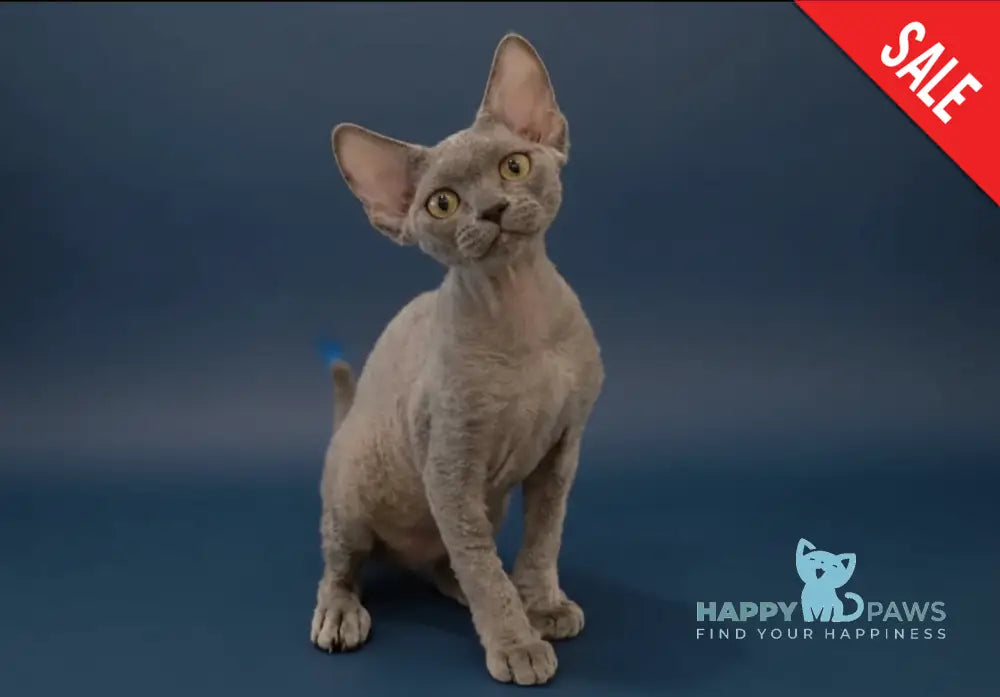 Lily Devon Rex female blue - live animals